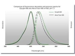 Rabbit anti-Mouse IgG2b Heavy Chain Secondary Antibody, DyLight 488, Novus